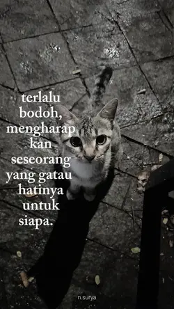kucing sad 
