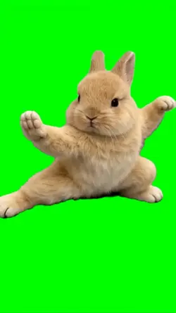 Bunny cute