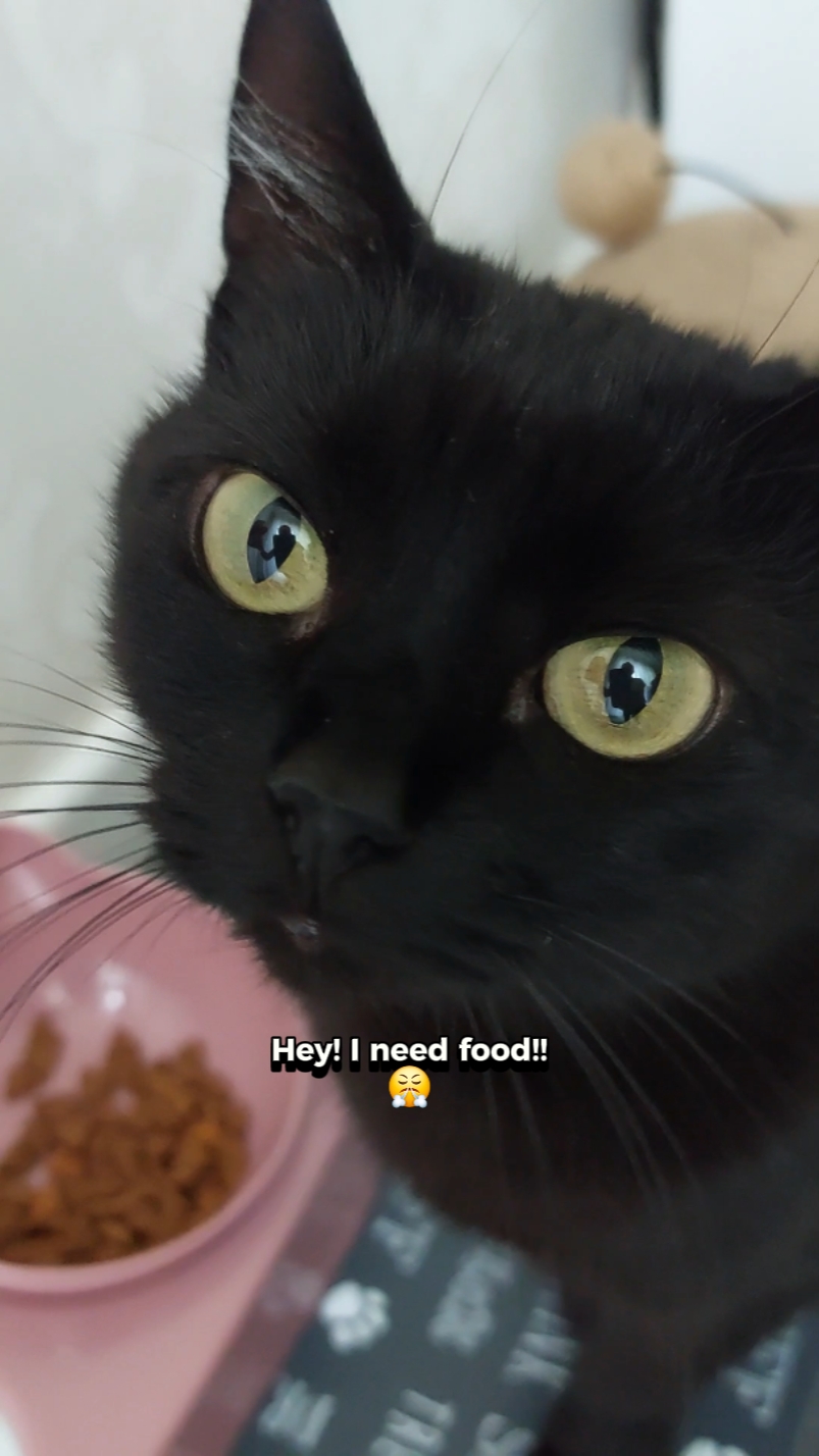 Cats be like: