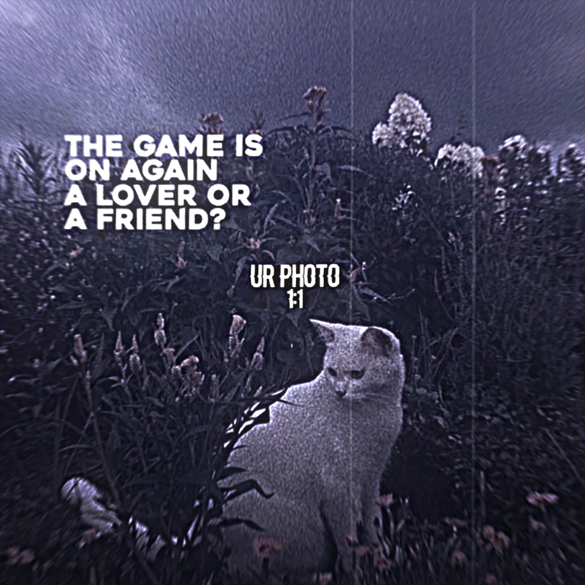 the winner takes it 