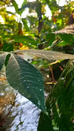 ngapain repot