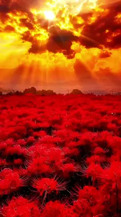 Red spider  lily