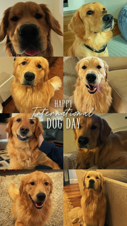 FELIZ DÍA DEL PERRO