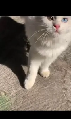 🖤🥀