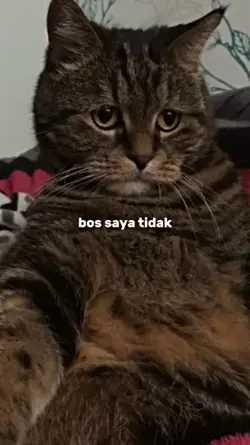 x dpt pulang beraya