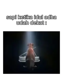 sapi idul adha
