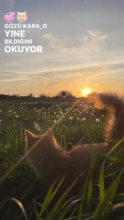 Kediş