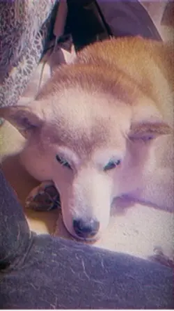 柴犬ライフ