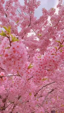 桜の記憶