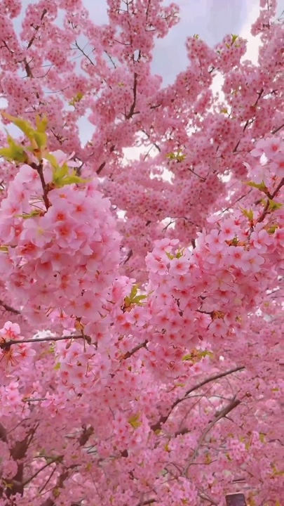 桜の記憶