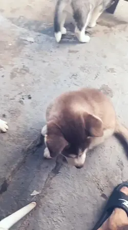 SIBERIAN RUSK