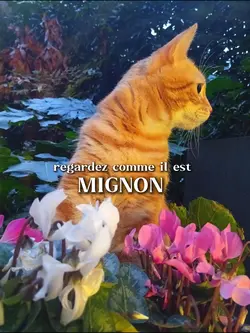 COMME IL EST MIGNON 