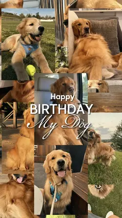 Birthday my dog