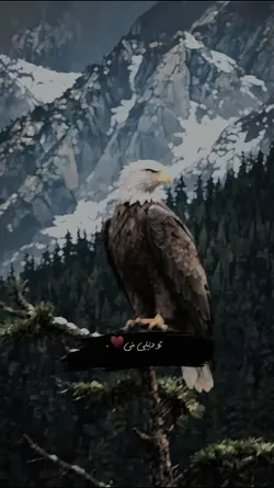 من دنیا نیرم