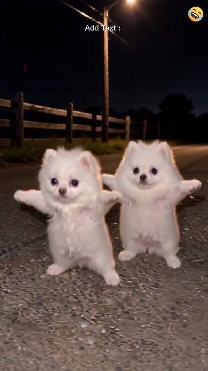 Perro de baile 