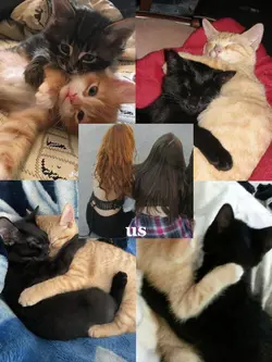 black + ginger cat❣️