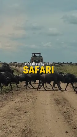 exploring the safari