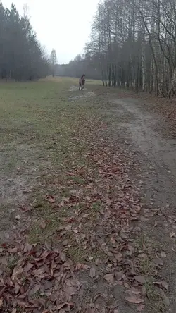 szablon 