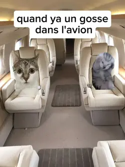 histoire de chat