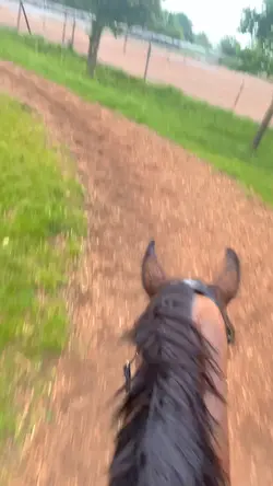 racehorse🏇