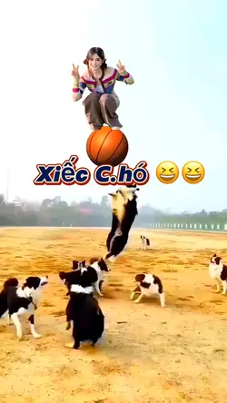 Xiếc C.hó!!! 🤩