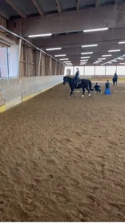 Horse Caling 