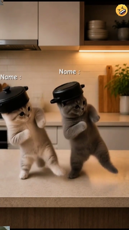 Funny Dance cat