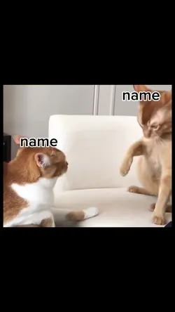 cat meme