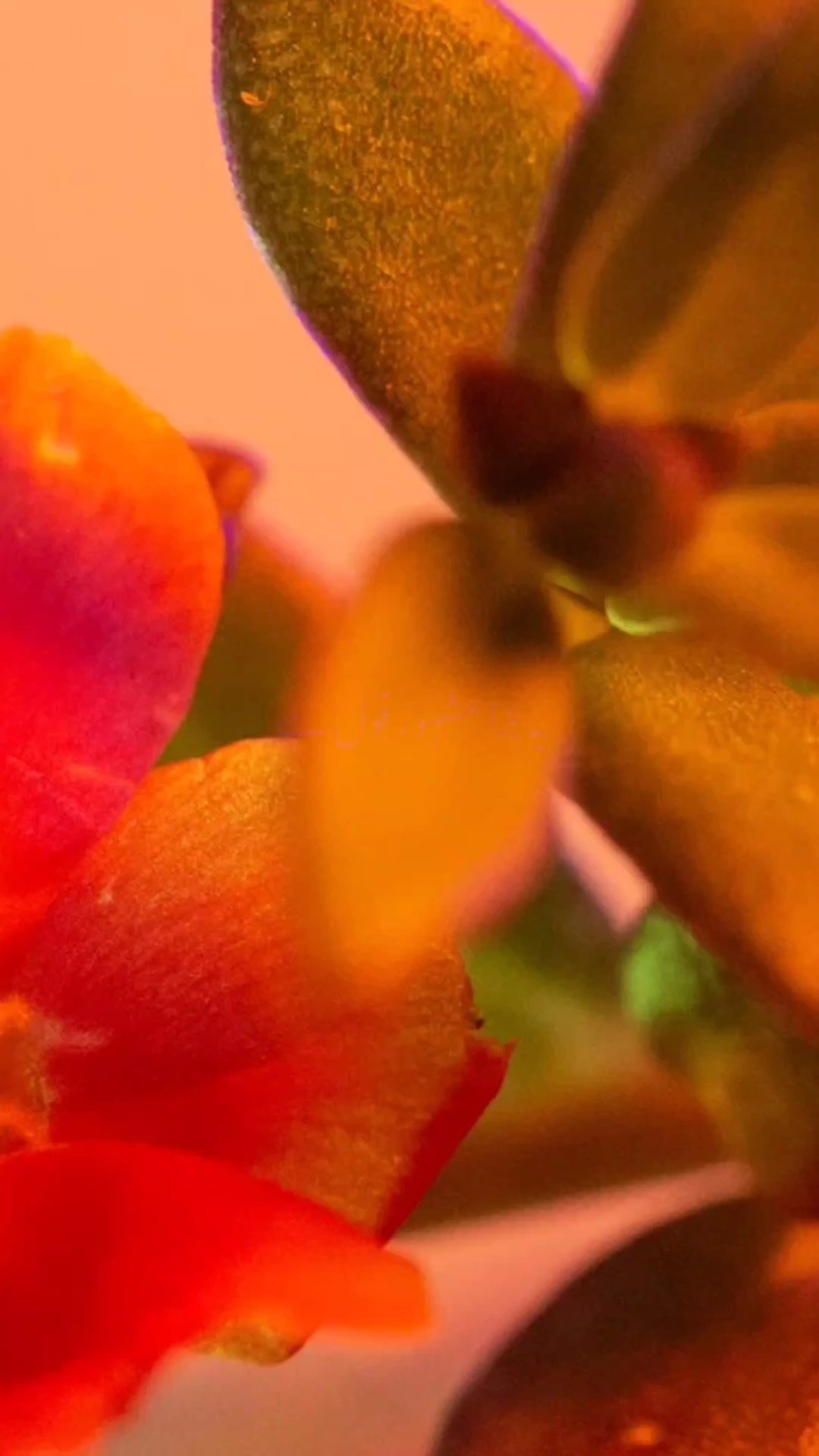 حضرت_علی_علیہ_السلام