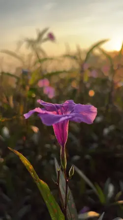 บันทึกชีวิตในสมุดสีดำ