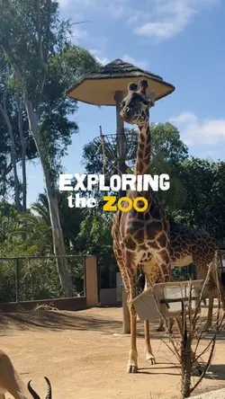 Exploring the zoo