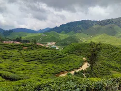 CAMERON HIGHLAND