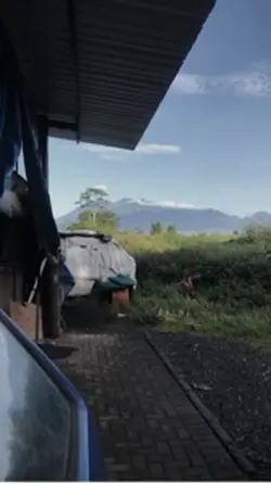 Sanes sing dipingini