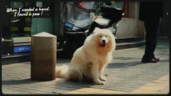 Dog quotes