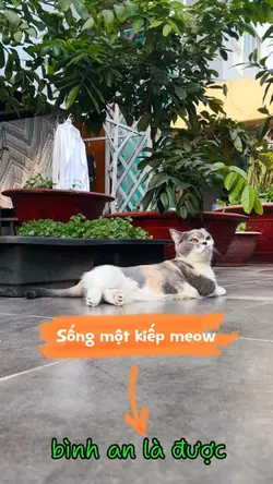 Bình an là được