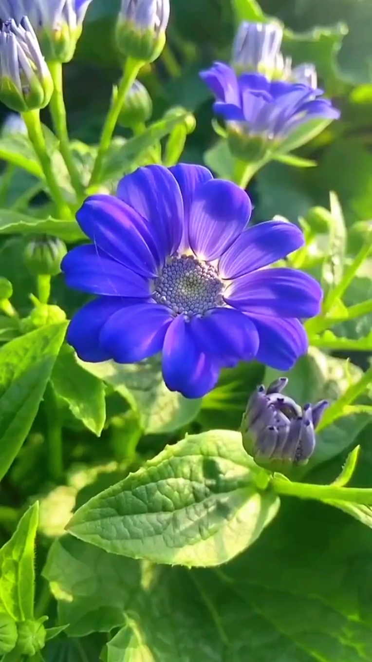 Flores