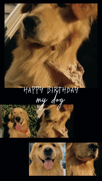 birthday my dog