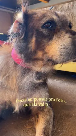 Pet lindo 🫶✨