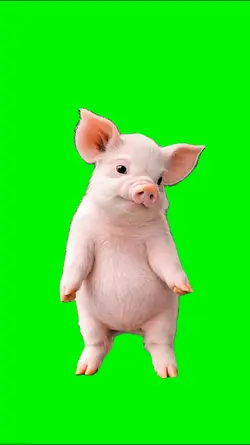 Dancing Pig