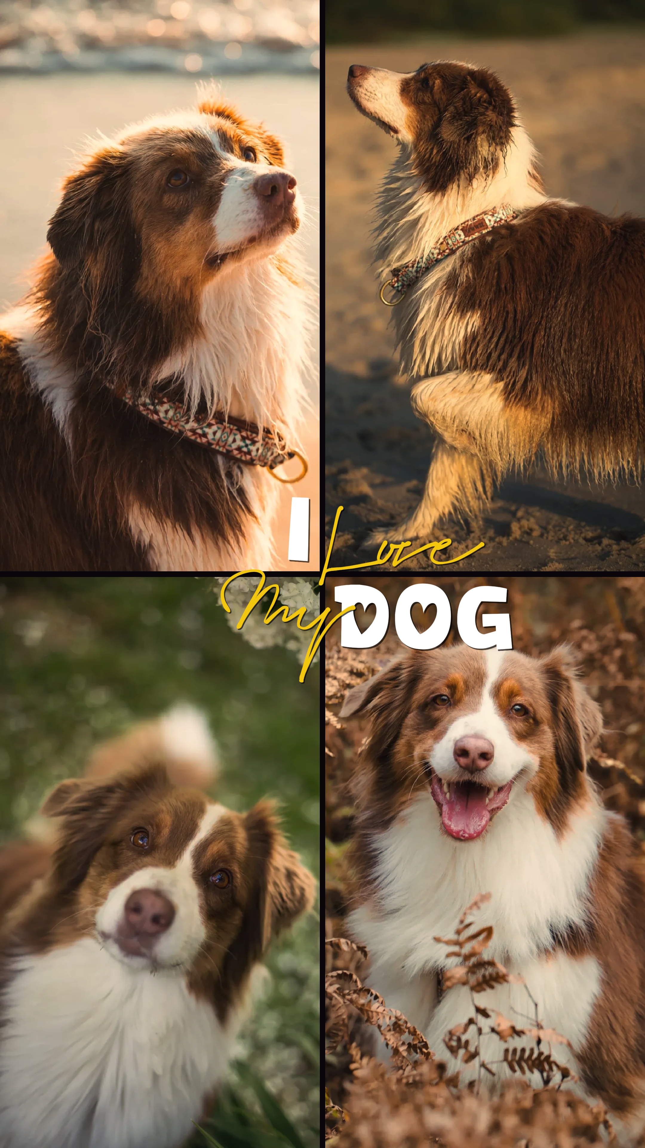 KÖPEĞİMİ SEVİYORUM