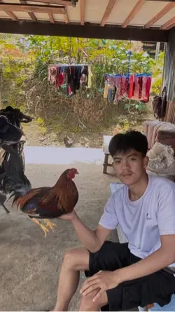Ayam kampung😁