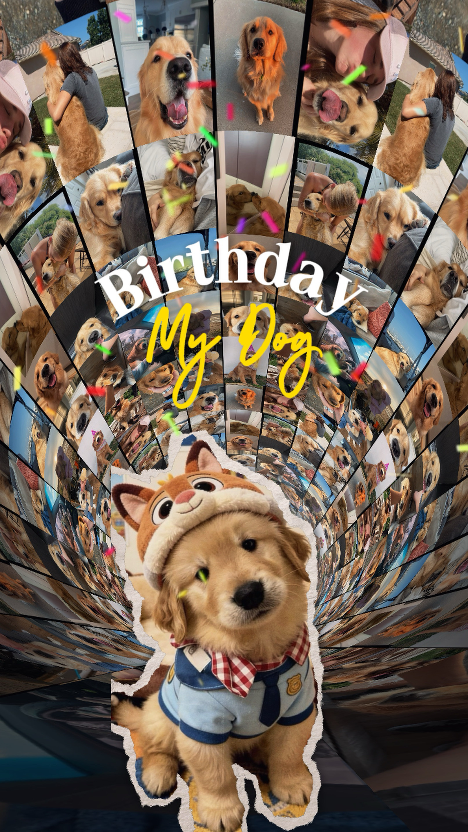 My Dog