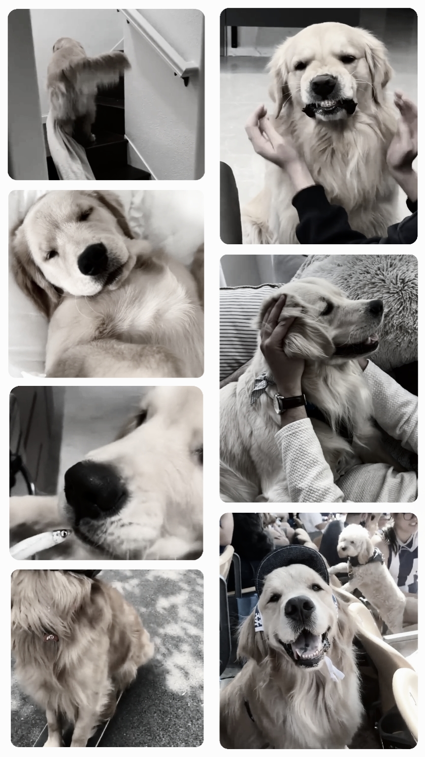 Pets: camera roll