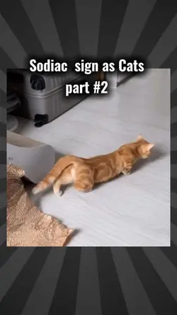 Sodiac Sign as Cats 