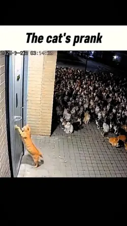 The Cat's Prank