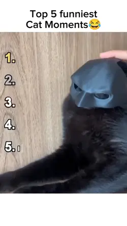 Funniest cat moments