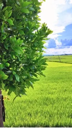 Bình yên