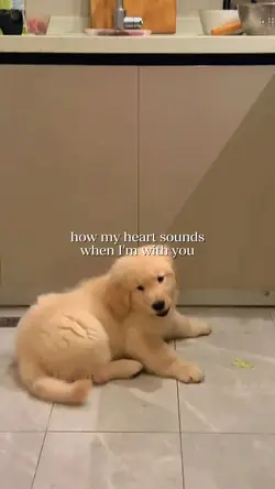 animal templates