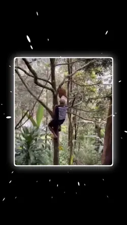 နင်စေရင်