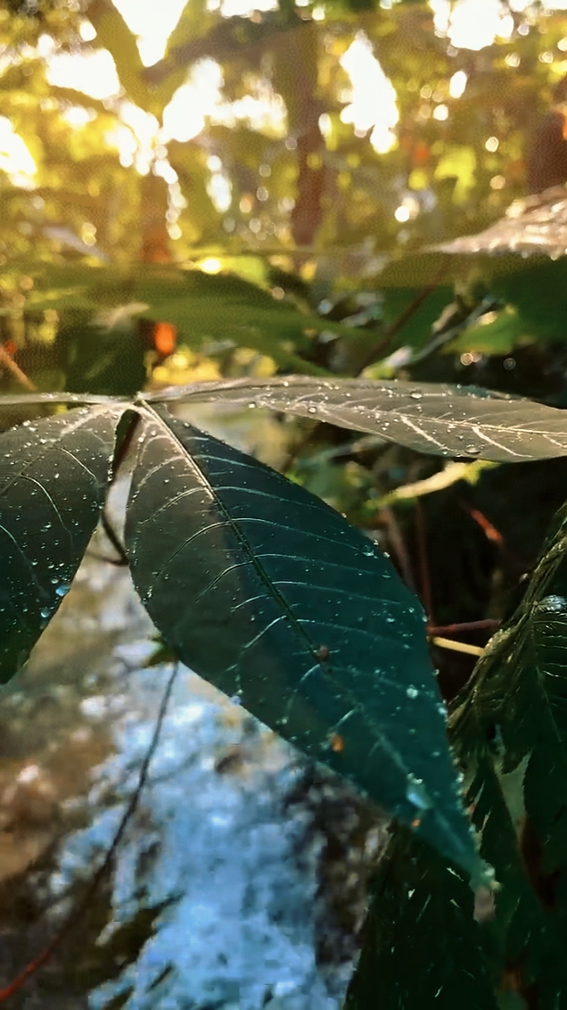 nature 7 videos